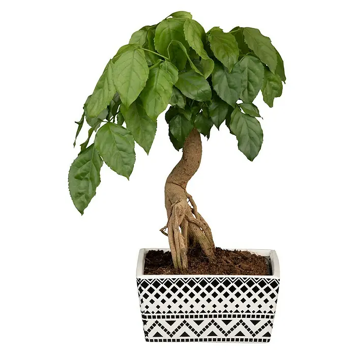 Piardino Zimmerpflanzen-Mix - Verschiedene Sorten, Topfgröße: 15 cm - Elegante Zimmerpflanze: Ein Bonsai-Baum mit üppigen Blättern in einem stilvollen Topf mit geometrischem Muster, ideal für die Dekoration Ihres Zuhauses.