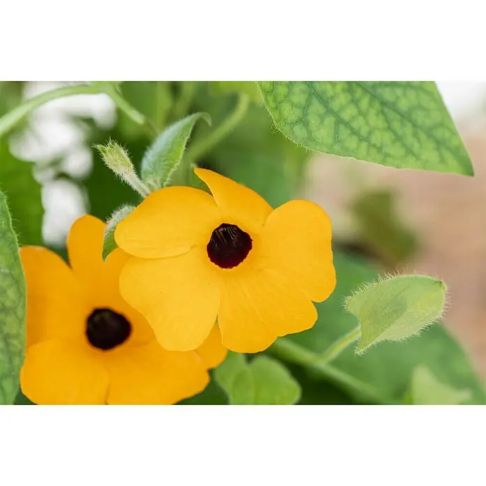 Piardino Schwarzäugige Susanne - Thunbergia alata, Pyramide, Blütenfarbe: Mehrfarbig - Nahaufnahme von gelben Schwarzäugigen Susannenblumen mit dunklen Zentren, umgeben von grünen Blättern.