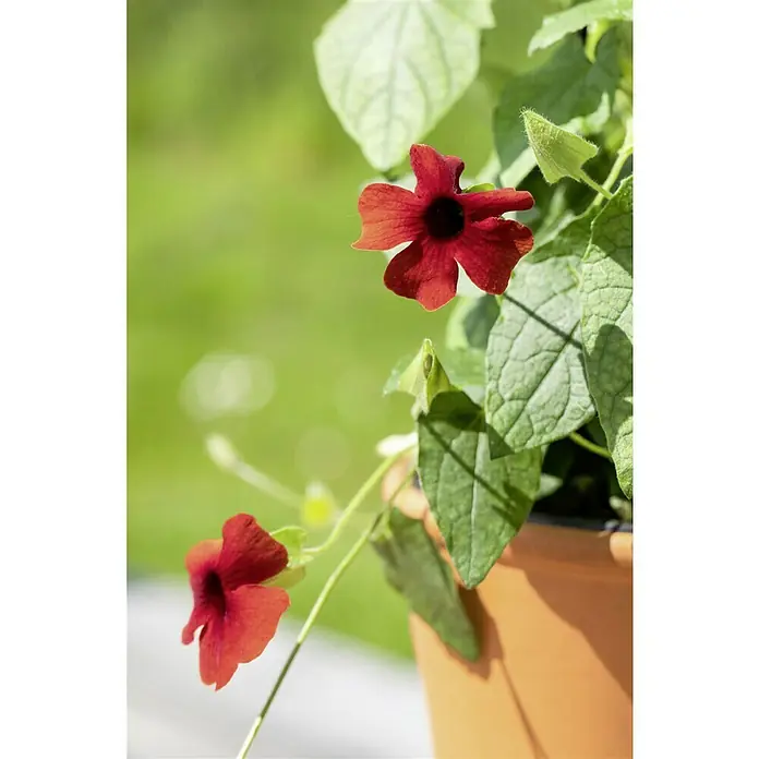 Piardino Schwarzäugige Susanne - Thunbergia alata, Pyramide, Blütenfarbe: Mehrfarbig - Nahaufnahme einer Kletterpflanze mit tiefroten Blüten und grünen Blättern in einem Topf.