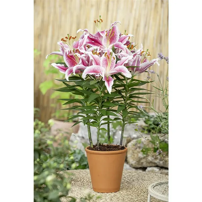 Piardino Lilie - Lilium Hybride, Weiß/Rosa/Rot - Nahaufnahme einer Topfpflanze mit rosa Lilienblüten, die auf einem Tisch im Freien steht, ideal für die Dekoration.