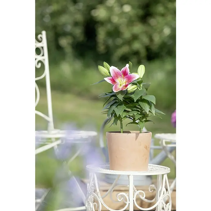Piardino Lilie - Lilium Hybride, Weiß/Rosa/Rot - Die rosafarbene Lilie im Topf steht auf einem weißen, dekorativen Tisch im Garten und strahlt sommerliche Frische aus.