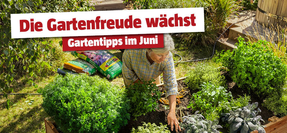 Gartentipps im Juni
