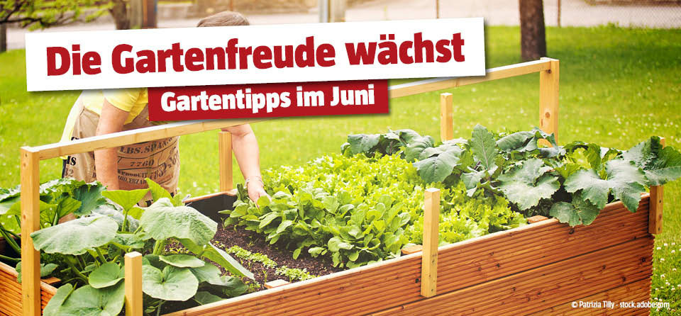 Gartentipps im Juni