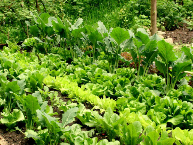 Gemüsegarten im Juni