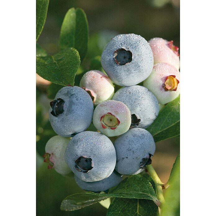 Sadnica borovnice  (Vaccinium corymbosum, Berba: Lipanj) | BAUHAUS
