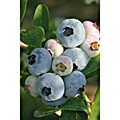 Sadnica borovnice  (Vaccinium corymbosum, Berba: Lipanj) | BAUHAUS
