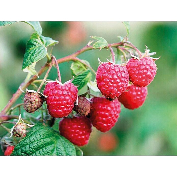 Piardino Malina  (Rubus idaeus, Berba: Srpanj) | BAUHAUS