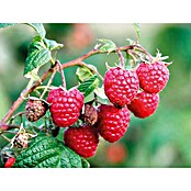 Piardino Malina  (Rubus idaeus, Berba: Srpanj) | BAUHAUS