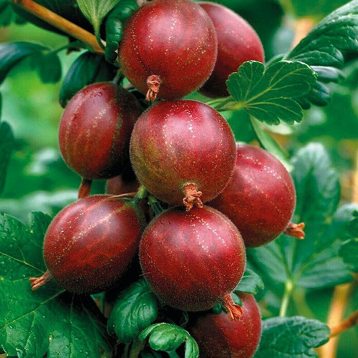 Piardino Ogrozd Hinnonmaki  (Ribes uva-crispa 