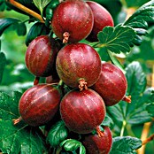Piardino Ogrozd Hinnonmaki  (Ribes uva-crispa 