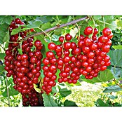 Piardino Crni ribizl  (Ribes rubrum 
