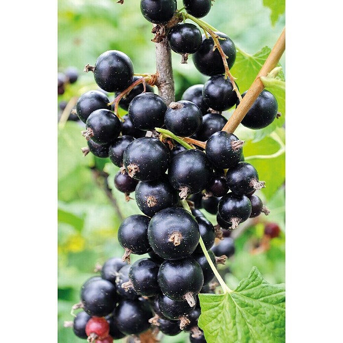 Piardino Crni ribizl Ores  (Ribes Nigrum 