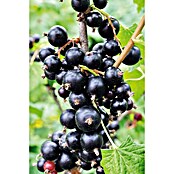 Piardino Crni ribizl Ores  (Ribes Nigrum 
