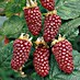 Piardino Tayberry 
