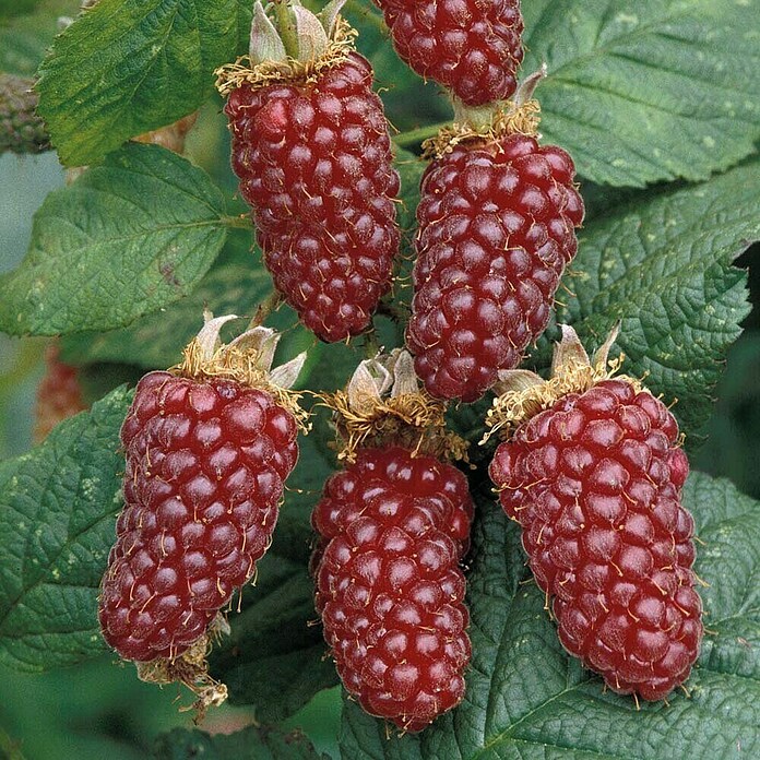 Piardino Tayberry  (Rubus fruticosus x idaeus 