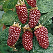 Piardino Tayberry  (Rubus fruticosus x idaeus 