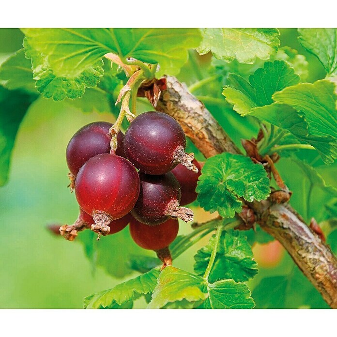 Piardino Josta  (Ribes × nidigrolaria, Berba: Srpanj) | BAUHAUS