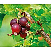 Piardino Josta  (Ribes × nidigrolaria, Berba: Srpanj) | BAUHAUS