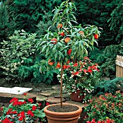 Piardino Breskva Bio  (Prunus persica, Volumen tegle: 5 l, Berba: Kolovoz) | BAUHAUS