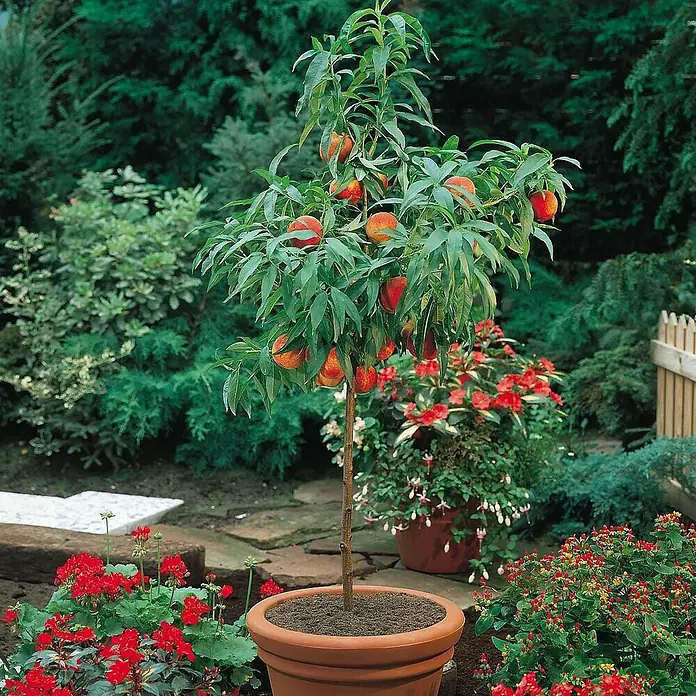 Piardino Pfirsich - Prunus persica, Topfvolumen: 5 l, Erntezeit: August - Ein Zwergpfirsichbaum im Topf, voller reifer Früchte, umgeben von roten Blumen in einem üppigen Garten.