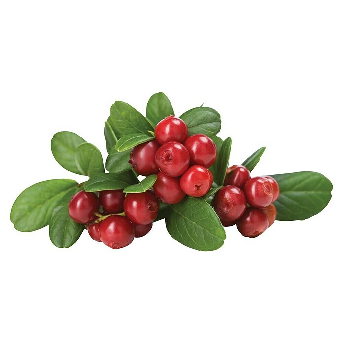 Brusnica  (Vaccinium macrocarpon, Berba: Rujan) | BAUHAUS