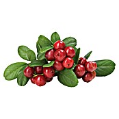 Brusnica  (Vaccinium macrocarpon, Berba: Rujan) | BAUHAUS