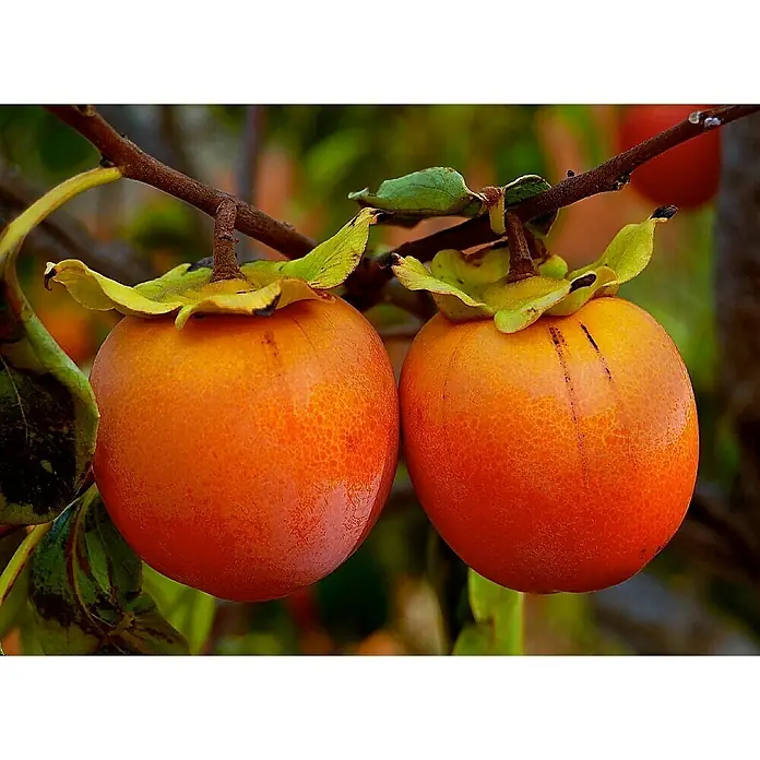 Piardino Kakibaum - Diospyros kaki, Topfgröße: 26 cm, Erntezeit: Oktober - Zwei leuchtend orangefarbene Kakifrüchte hängen an einem Ast und bieten einen köstlichen Anblick.