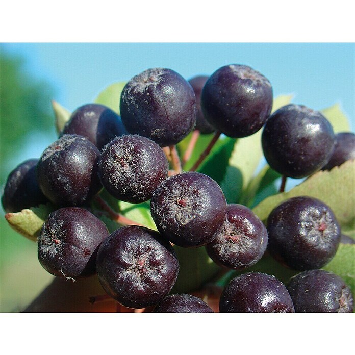 Aronija Nero  (Aronia melanocarpa 