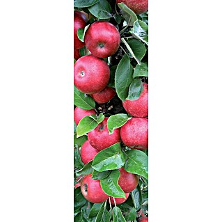 Piardino Stupasto stablo jabuke (Malus domestica, Berba: Rujan)