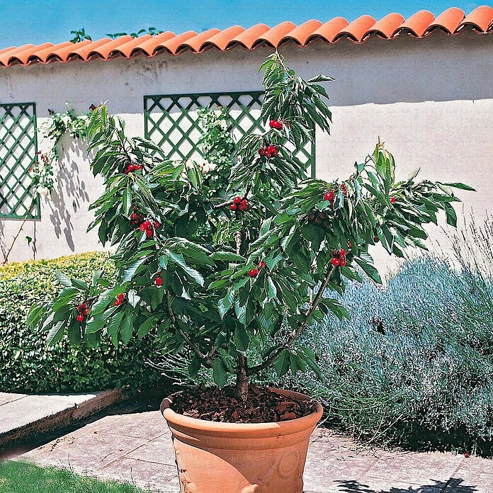 Piardino Divlja trešnja  (Prunus avium) | BAUHAUS