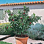 Piardino Divlja trešnja  (Prunus avium) | BAUHAUS