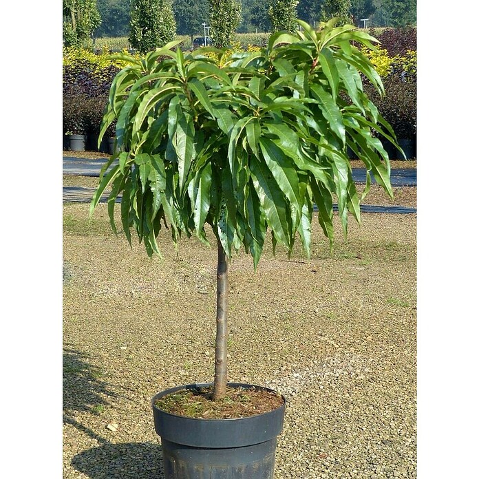 Piardino Patuljasta nektarina  (Prunus persica var. nucipersica, Berba: Srpanj) | BAUHAUS