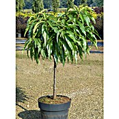 Piardino Patuljasta nektarina  (Prunus persica var. nucipersica, Berba: Srpanj) | BAUHAUS