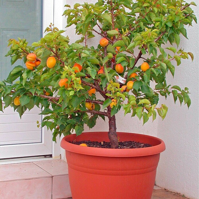 Marelica  (Prunus armeniaca, Veličina tegle: 12 cm) | BAUHAUS
