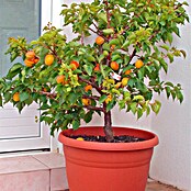 Marelica  (Prunus armeniaca, Veličina tegle: 12 cm) | BAUHAUS