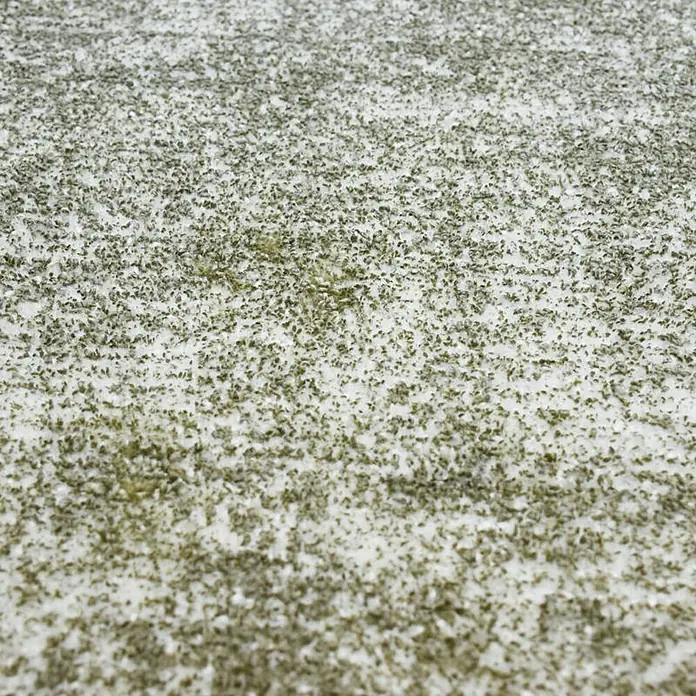 Kayoom Kurzflorteppich Etna - Olivgrün, 230 x 160 cm, 100 % Mikropolyester - Nahaufnahme einer mit Algen bedeckten Oberfläche, die eine interessante Textur und Farbpalette zeigt.