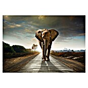 Fototapete Elefant (368 x 254 cm, Vlies)