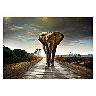 Fototapete Elefant (B x H: 312 x 219 cm, Vlies)