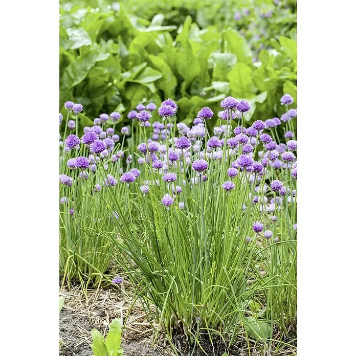 Piardino Bio Schnittlauch - Allium schoenoprasum, Topfgröße: 12 cm, Erntezeit: April - Blühende Schnittlauchpflanzen im Garten. Die lila Blütenköpfe heben sich von den grünen Stängeln und dem Erdreich ab.