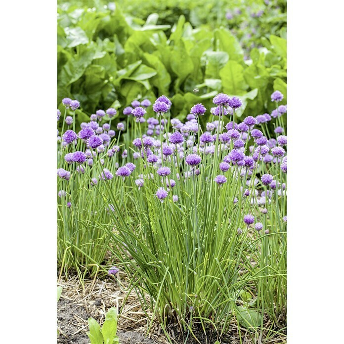 Piardino Bio SchnittlauchAllium schoenoprasum, Topfgröße: 12 cm, Erntezeit: April - September Mood Shot