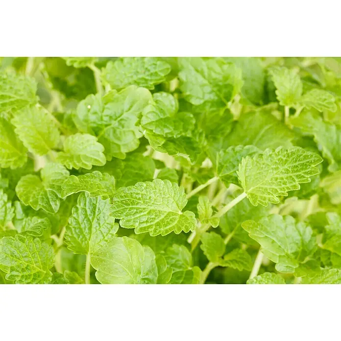 Piardino Zitronenmelisse - Melissa officinalis, Topfgröße: 14 cm - Nahaufnahme von Zitronenmelisse, einer krautigen Pflanze mit hellgrünen Blättern und gezackten Rändern, ideal für Tee und Aromatherapie.