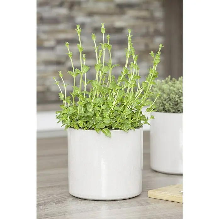Piardino Pfefferminze - Mentha x piperita - Nahaufnahme einer frischen Minzpflanze in einem weißen Topf auf einer Küchentheke, ideal für die Küche, um köstlichen Gerichten Geschmack zu verleihen.