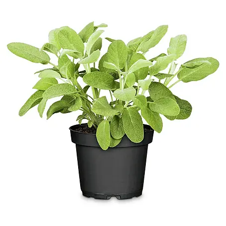 Salvia