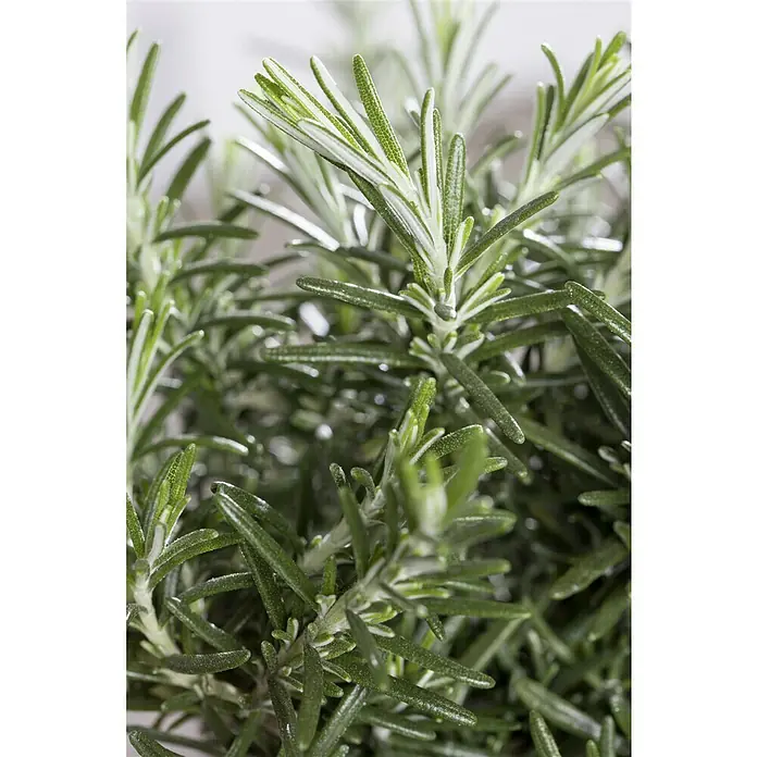 Piardino Rosmarin Prostratus - Rosmarinus officinalis ‘Prostratus‘ - Nahaufnahme von frischem Rosmarin, der seine grüne Farbe und aromatischen Nadeln präsentiert. Ideal für Kräutergärten und kulinarische Anwendungen.
