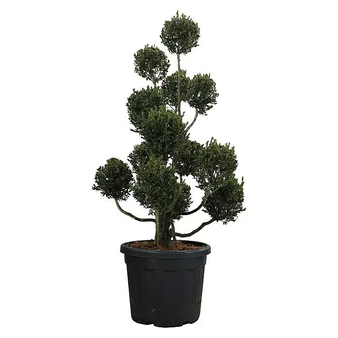 Piardino Koniferen-Mix Toskana - Cupressus Sempervirens, Topfvolumen: 18 l - Vorderansicht
