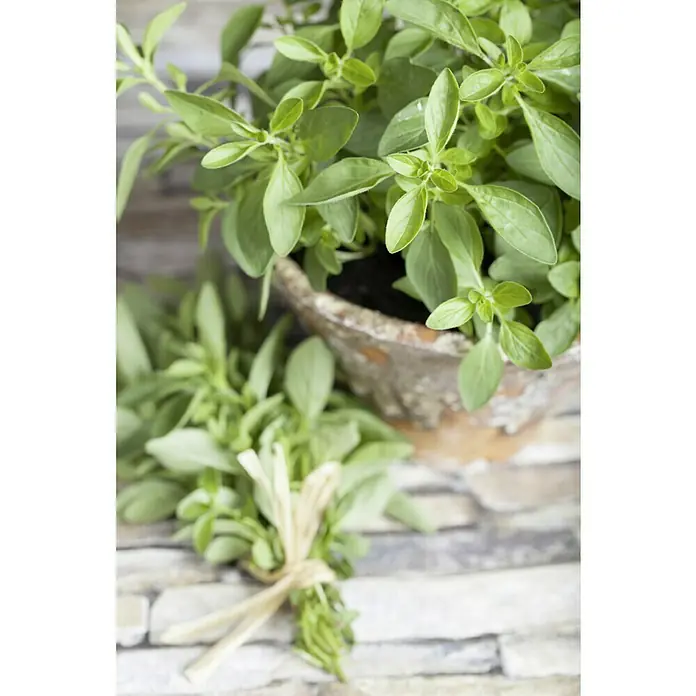 Piardino Majoran - Origanum majorana, Topfgröße: 14 cm - Frischer Oregano im Topf und als Bund, ideal zum Würzen von Speisen und zur Dekoration von Küche oder Balkon.