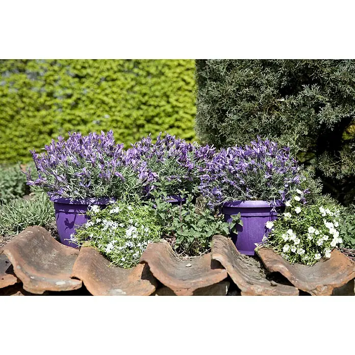 Piardino SchopflavendelLavandula stoechas, Topfgröße: 14 cm, Violett - Bezaubernde Lavendelpflanzen in lila Töpfen, umrahmt von grüner Vegetation und rustikalen Terrakotta-Ziegeln. Eine idyllische Gartenszene.