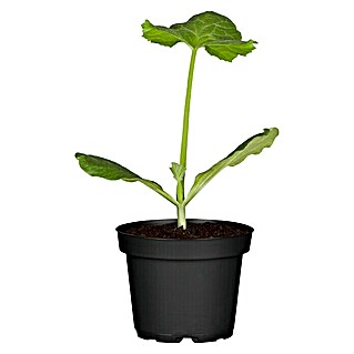 Zucchini (Cucurbita pepo 'Rhodos', 12 cm, Erntezeit: August)