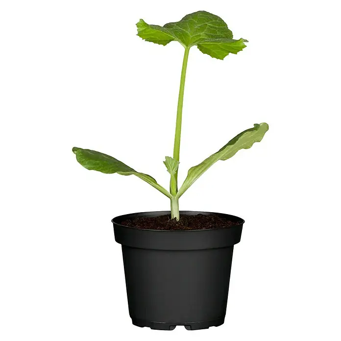 Piardino Zucchini Grün - Curcubita pepo, 9 cm, Erntezeit: August - Jungpflanze in einem schwarzen Topf. Ideal für Gartenanfänger, leicht zu pflegen und schnell wachsend.