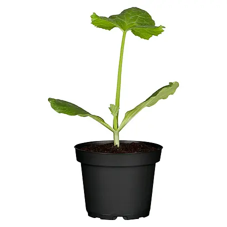 Piardino  Zucchini Grün